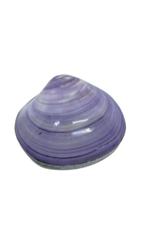 Shell Jewelry Box Purple