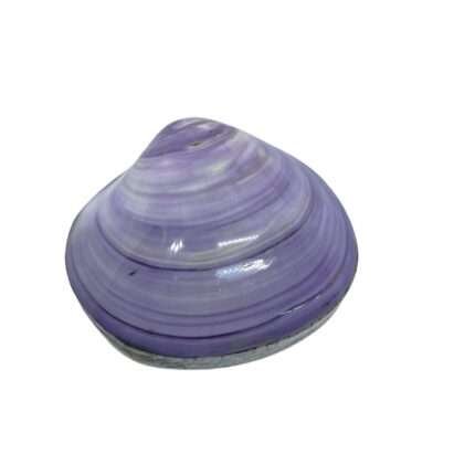 Shell Jewelry Box Purple