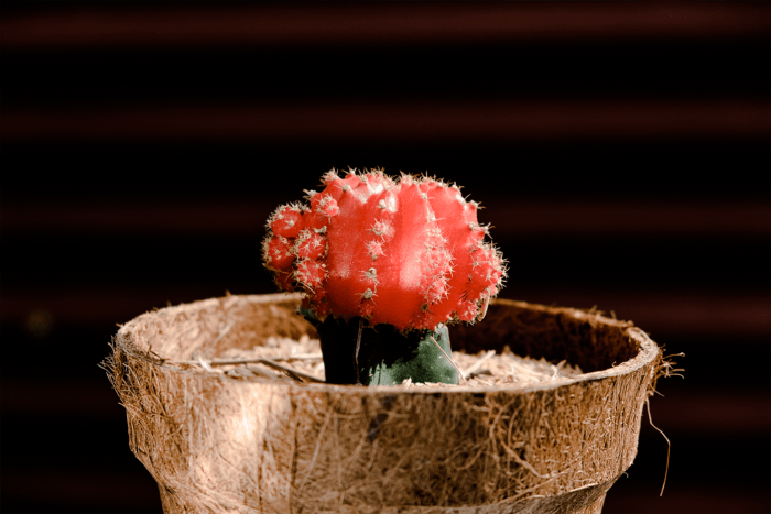 A bio-degredable natural pot made out of Coconut Fiber and compostable glue