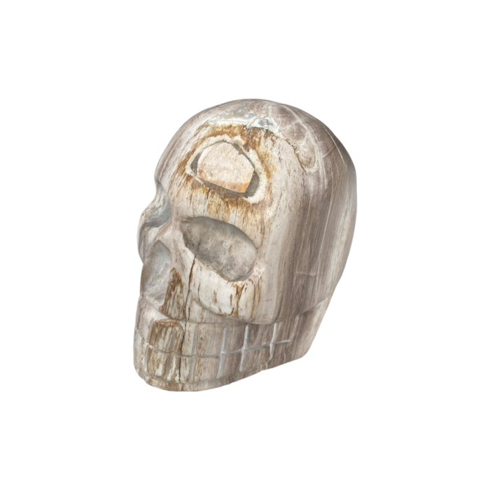 Bali Petrified Wood is a remarkable and sustainable natural stone originating from the lush forests of Bali, Indonesia, with its captivating colors and unique textures, this durable material is ideal for a wide range of applications, from flooring to decorative accents. Size : Length : 20 cm Height : 35 cm | Shipping Weight : 3.1 kg