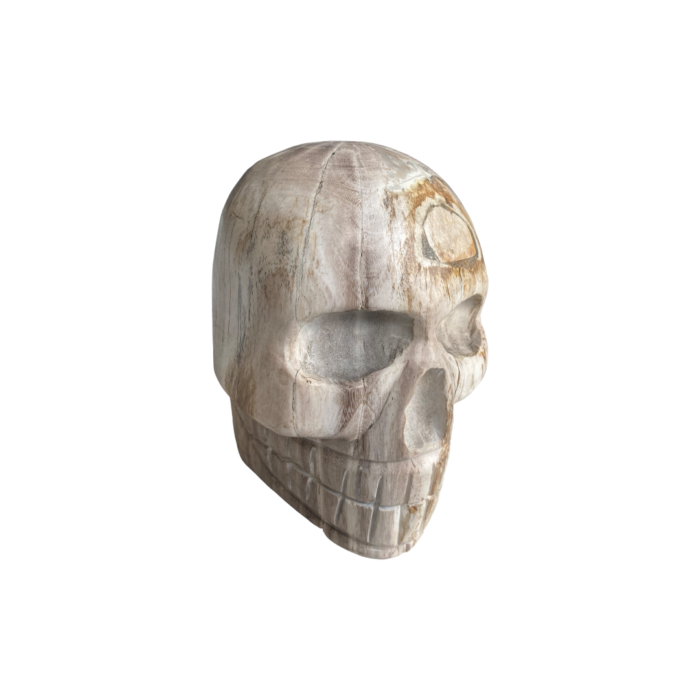 Bali Petrified Wood is a remarkable and sustainable natural stone originating from the lush forests of Bali, Indonesia, with its captivating colors and unique textures, this durable material is ideal for a wide range of applications, from flooring to decorative accents. Size : Length : 20 cm Height : 35 cm | Shipping Weight : 3.1 kg