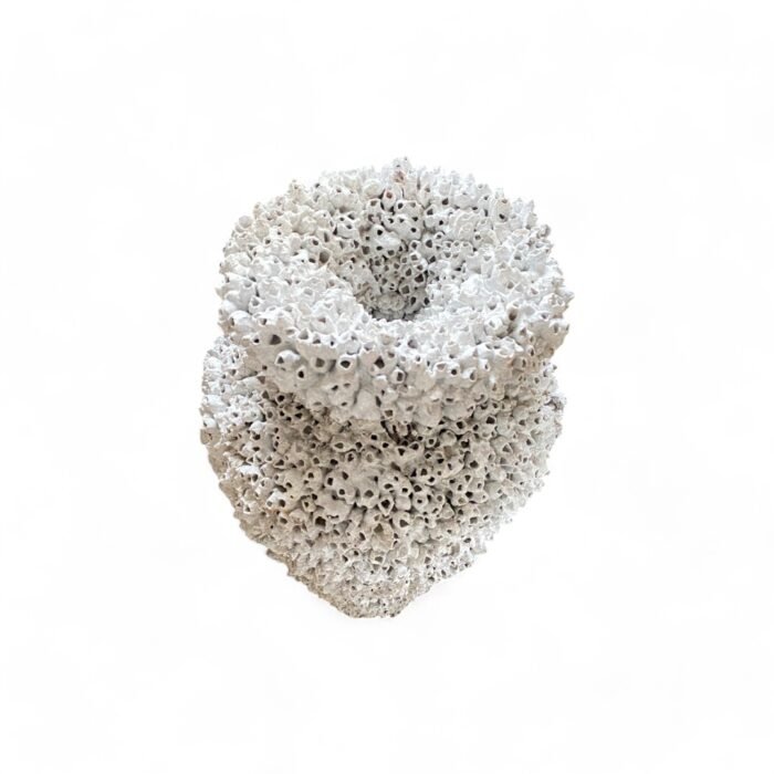 Handcrafted in Bali, this cement pottery features intricate coral and shell-inspired designs. Made with exceptional detail by skilled artisans, it adds a touch of coastal elegance to any space. Perfect for decor or functional use, each piece is a unique work of art.