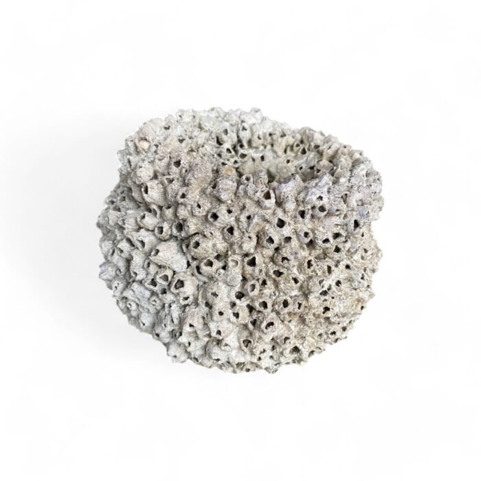 Handcrafted in Bali, this cement pottery features intricate coral and shell-inspired designs. Made with exceptional detail by skilled artisans, it adds a touch of coastal elegance to any space. Perfect for decor or functional use, each piece is a unique work of art.