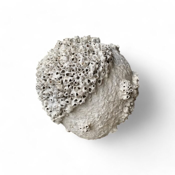 Handcrafted in Bali, this cement pottery features intricate coral and shell-inspired designs. Made with exceptional detail by skilled artisans, it adds a touch of coastal elegance to any space. Perfect for decor or functional use, each piece is a unique work of art.