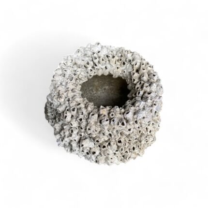 Ocean Whisper Planter Barnacle pot